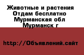 Животные и растения Отдам бесплатно. Мурманская обл.,Мурманск г.